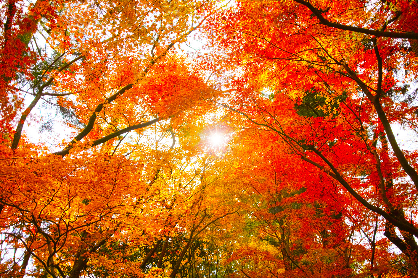 Autumn leaves