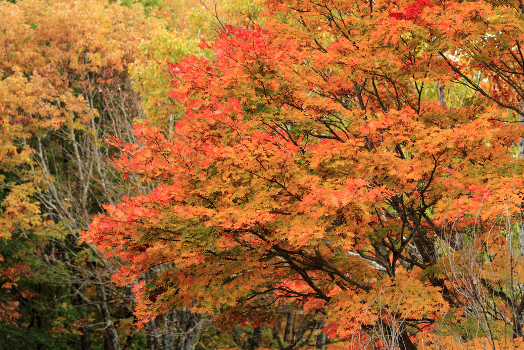 Autumn leaves in Kiyosato highland, Yamanashi, Japan