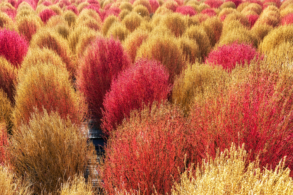 Kochia Scoparia Autumn