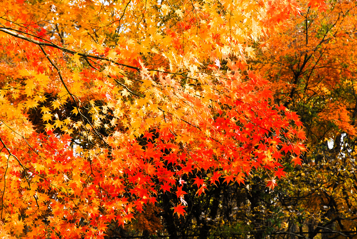 Autumn Leaves (Lake Yamanaka)
